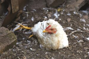 dealing-with-disease