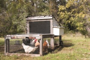 dealing-with-disease