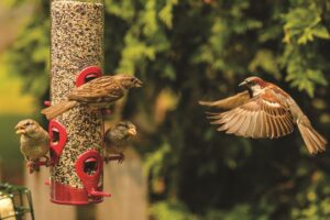 dealing-with-disease