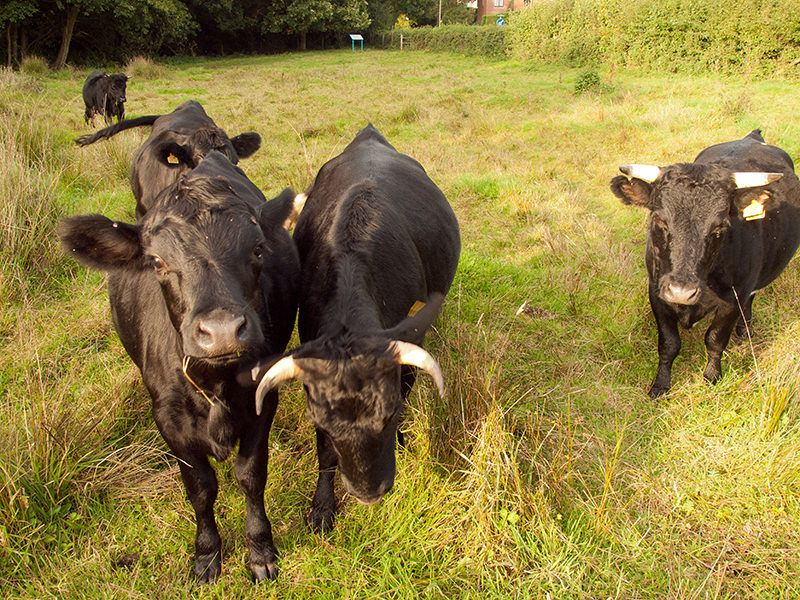 dexter cattle - miniature cattle that can be raised on small farms
