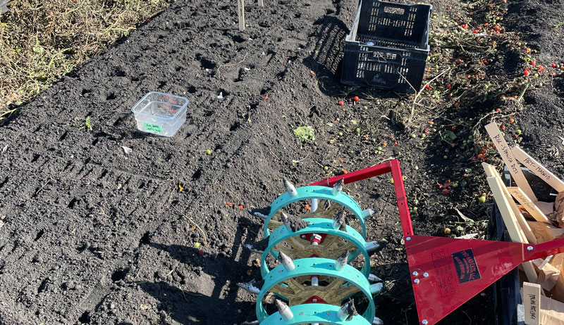 planting plant garlic garden farm