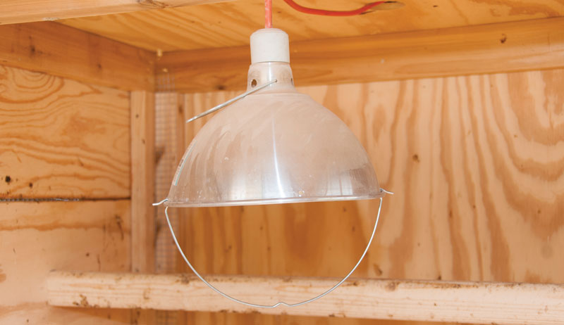 chicks heat warm chickens