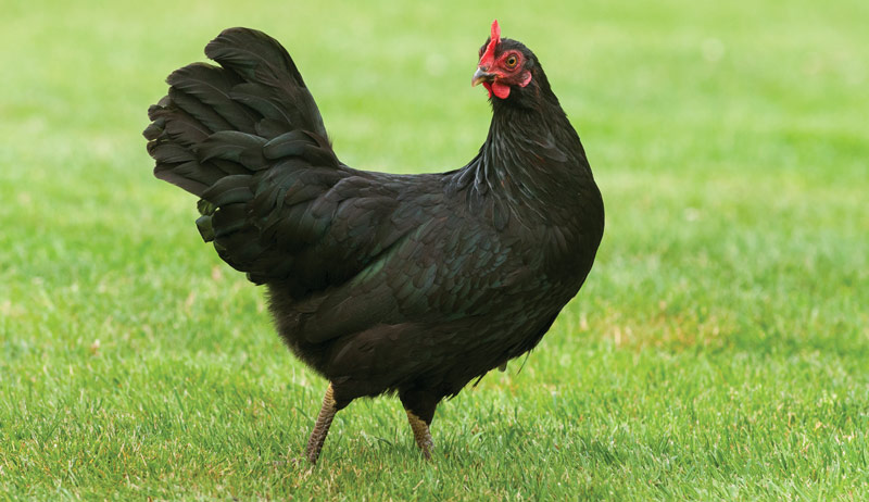 eggs egg color chickens