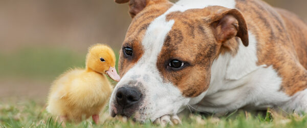 Dogs and Ducks: How to Help Them Live Together