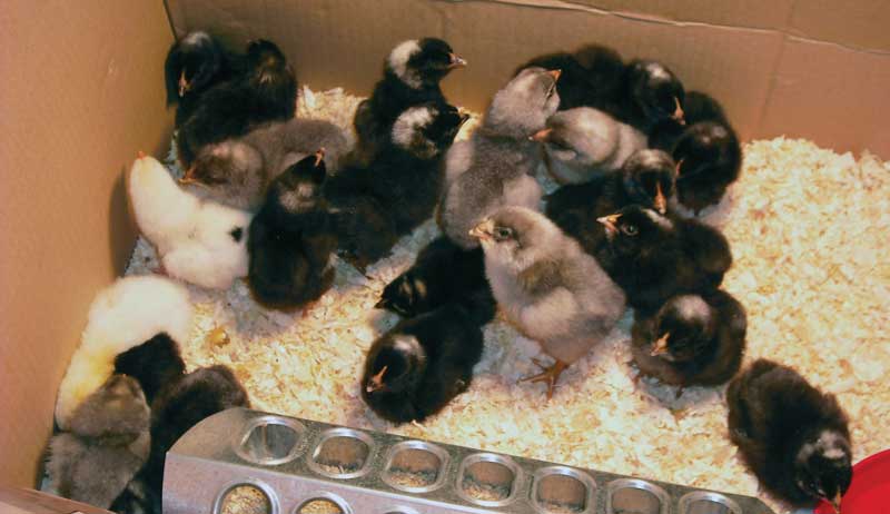 eggs chicks incubator incubate