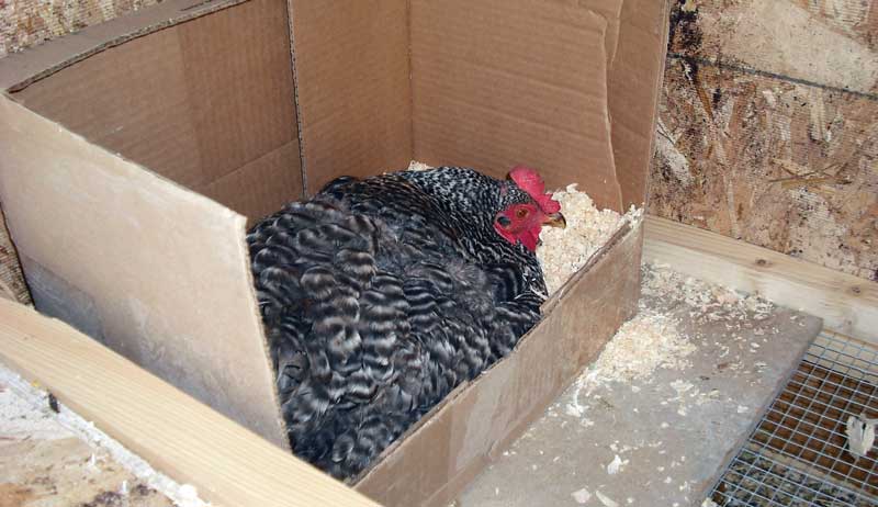 eggs chicks incubator incubate