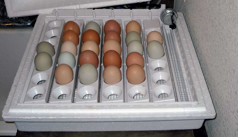 eggs chicks incubator incubate