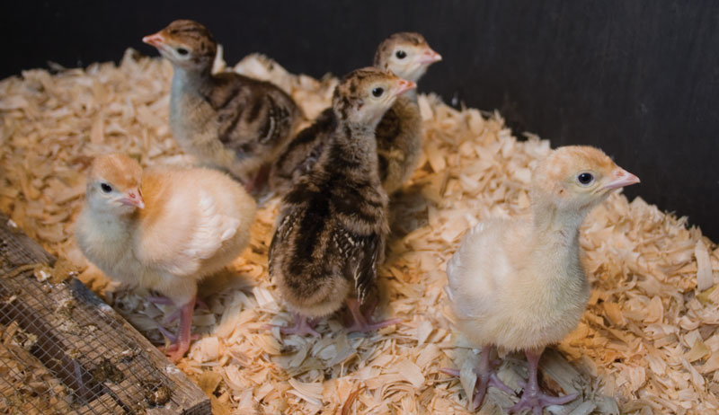 raising turkeys heritage turkey