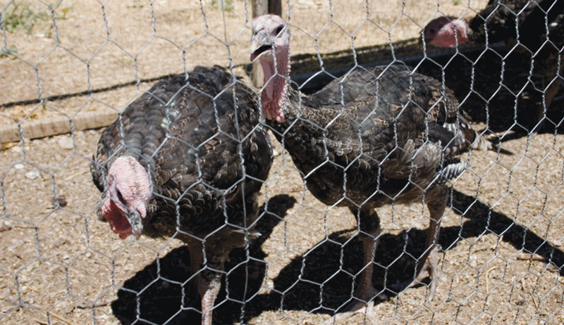 raising turkeys heritage turkey