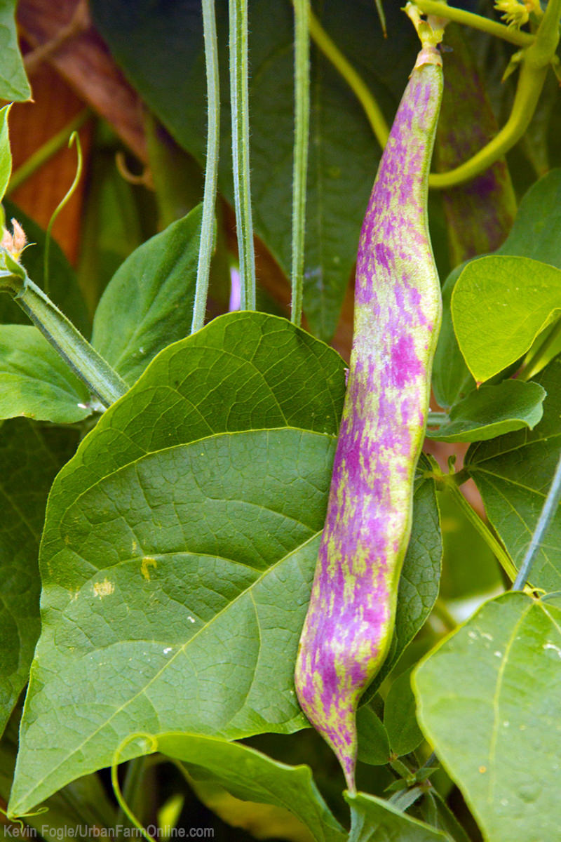 Grow This: Dragon's Tongue Beans