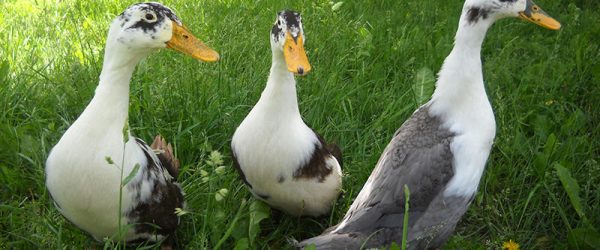 Raising Ducks for Eggs: 6 Best Breeds