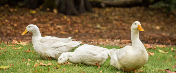 Duck Care Tips for Fall and Winter Prep