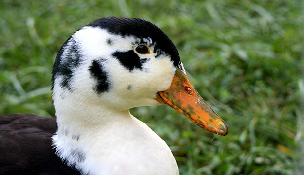 Average Lifespan of a Duck by Breed
