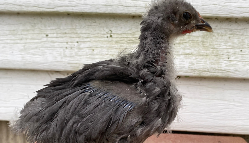 dwarf chicken tiny chick dwarfism chicken