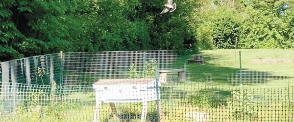 Protect Your Bees Against Common Predators