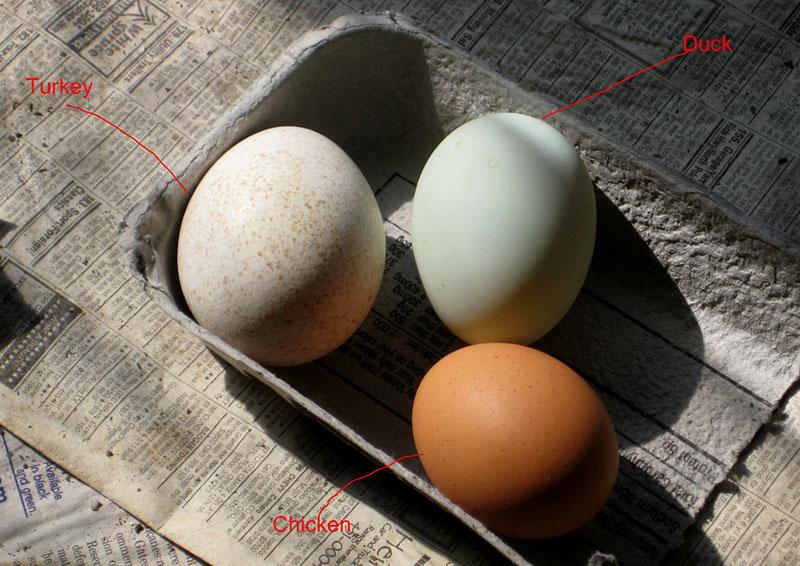 duck chicken turkey egg eggs