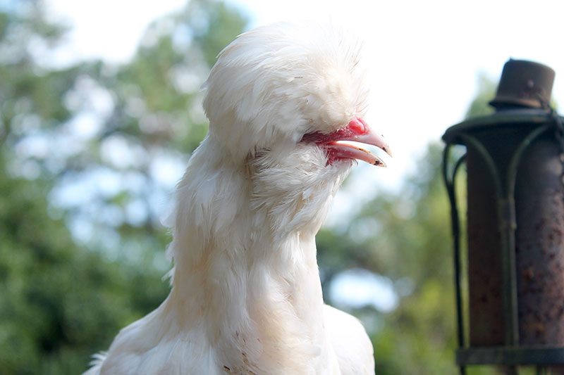 sultan endangered chicken breeds