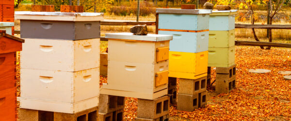 Honey Harvest Methods for Fall