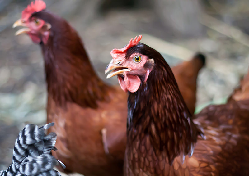 farm animals city urban chickens