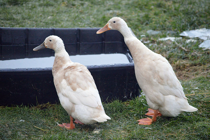 farm animals city urban breeds ducks