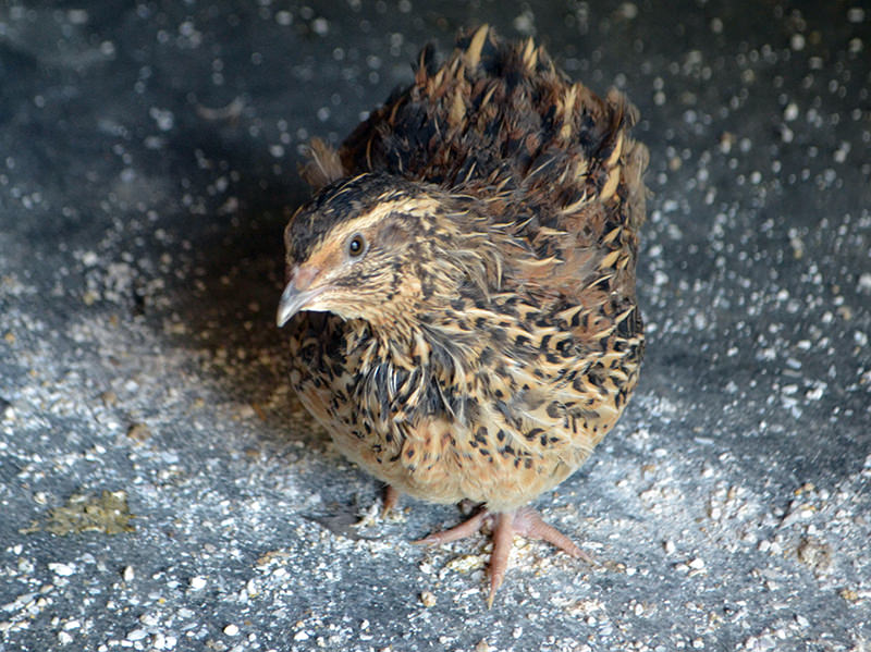 farm animals city urban breeds quail