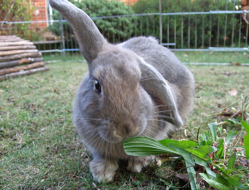 farm animals city urban breeds rabbits
