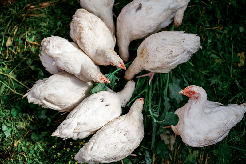 female broilers chickens foraging free range