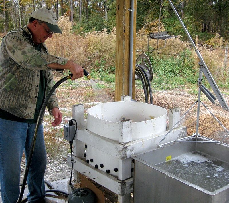 female broilers chickens processing