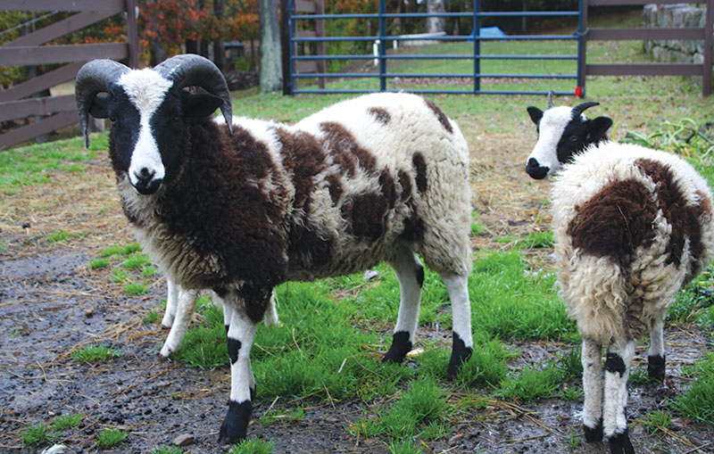 fiber jacob sheep wool