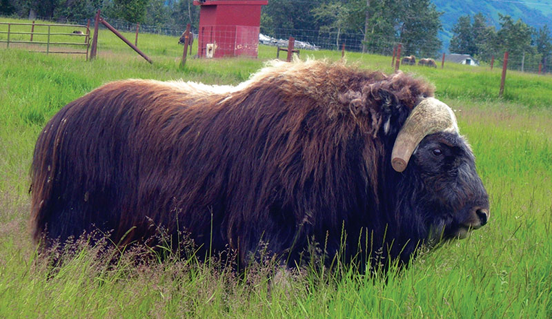 fiber musk ox
