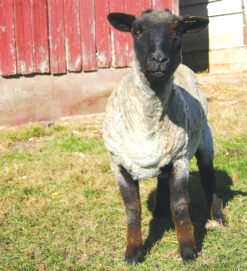 fiber romney sheep wool