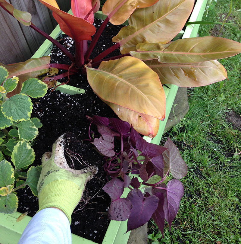 a hand planting plants in a cabinet