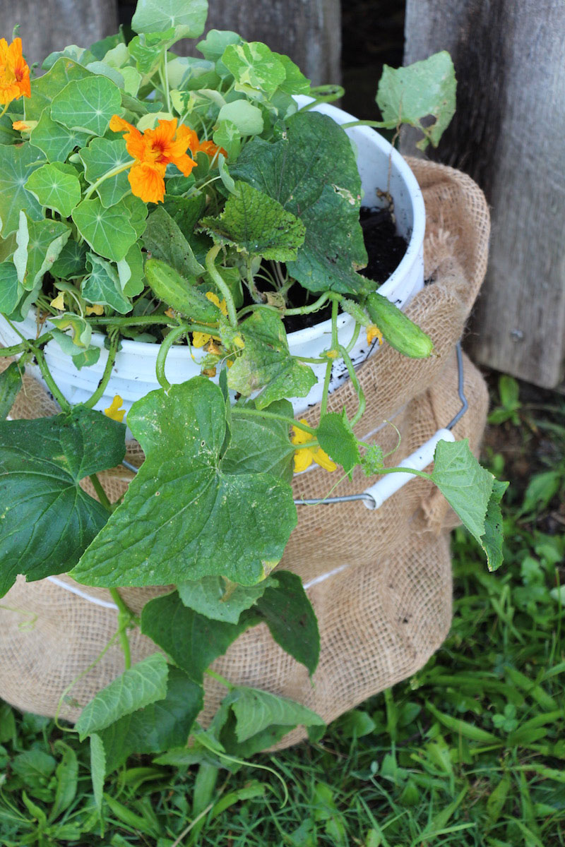cucumbers growing in a bucket garden