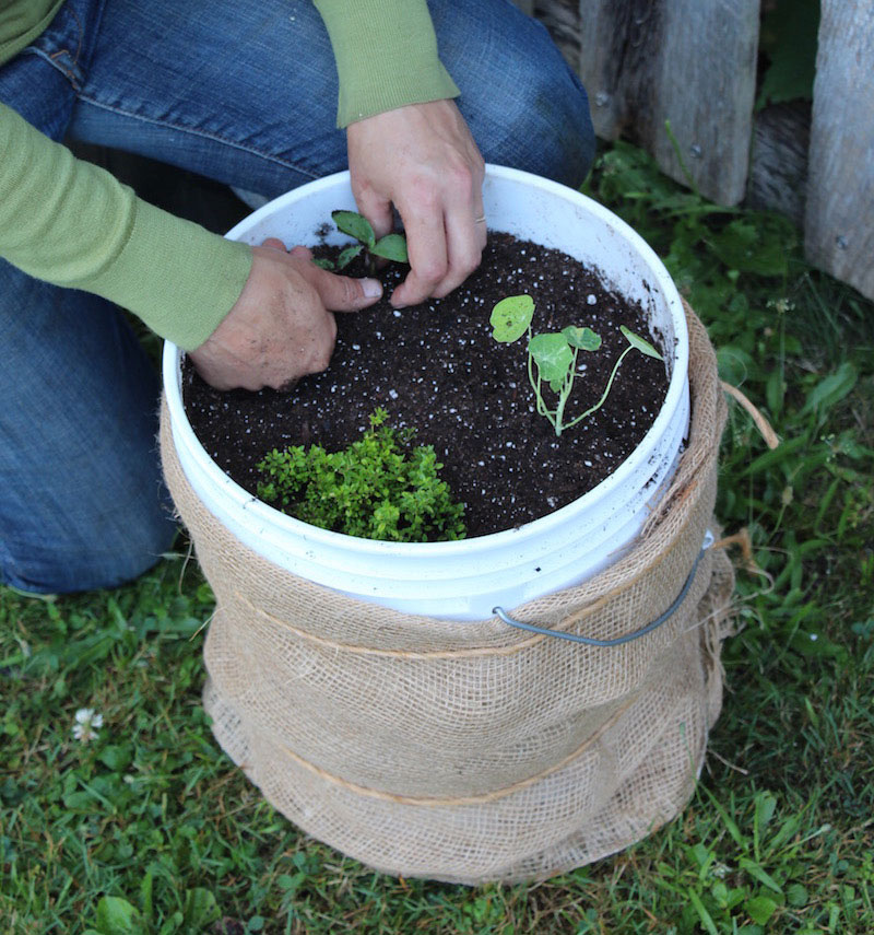 planting herbs in a bucket garden