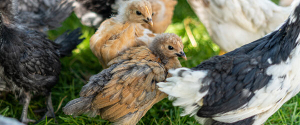 Flock of Chickens: Benefits of a Closed Backyard Flock