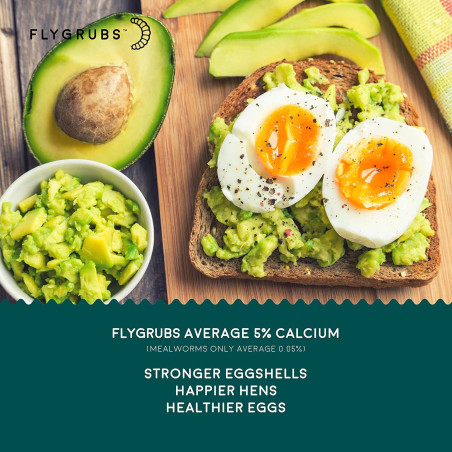 FLYGRUBS | Dried Black Soldier Fly Grubs for Birds Hens Ducks Reptiles (1 lb) -  Non-GMO - 85X More Calcium Than Meal Worms