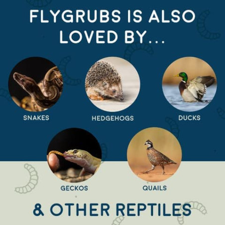 FLYGRUBS | Dried Black Soldier Fly Grubs for Birds Hens Ducks Reptiles (10 lb) -  Non-GMO - 85X More Calcium Than Meal Worms