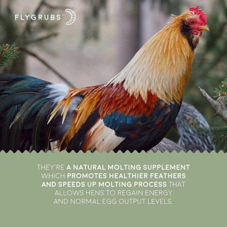 FLYGRUBS | Dried Black Soldier Fly Grubs for Birds Hens Ducks Reptiles (5 lb) -  Non-GMO - 85X More Calcium Than Meal Worms