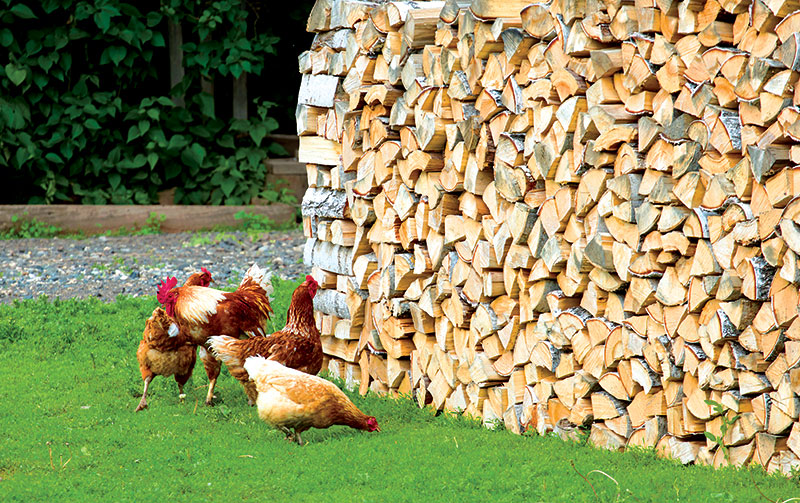 chicken-free-ranging-by-woodpile