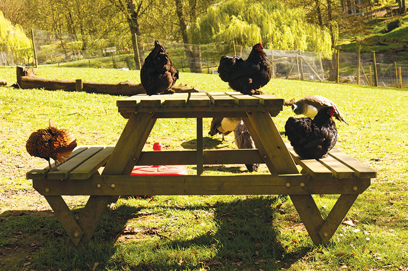 Some free range chickens on the table and bench