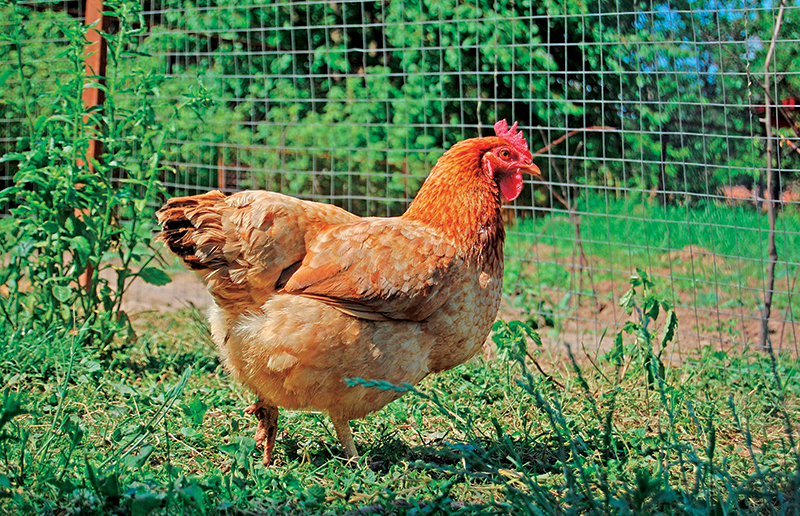 free-ranging chickens