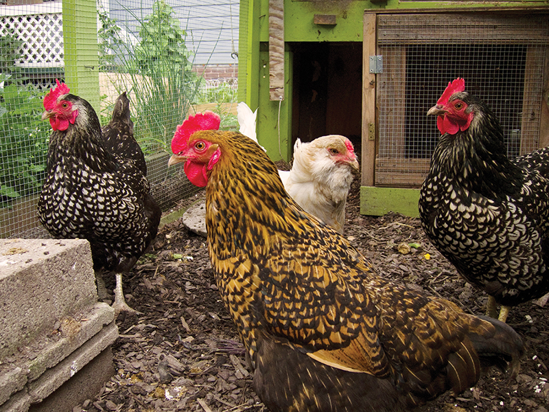 free-ranging chickens