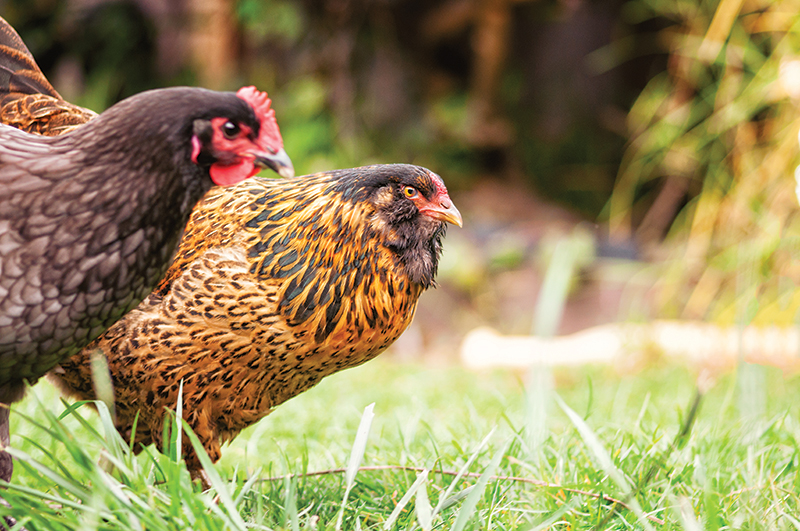 free-ranging chickens