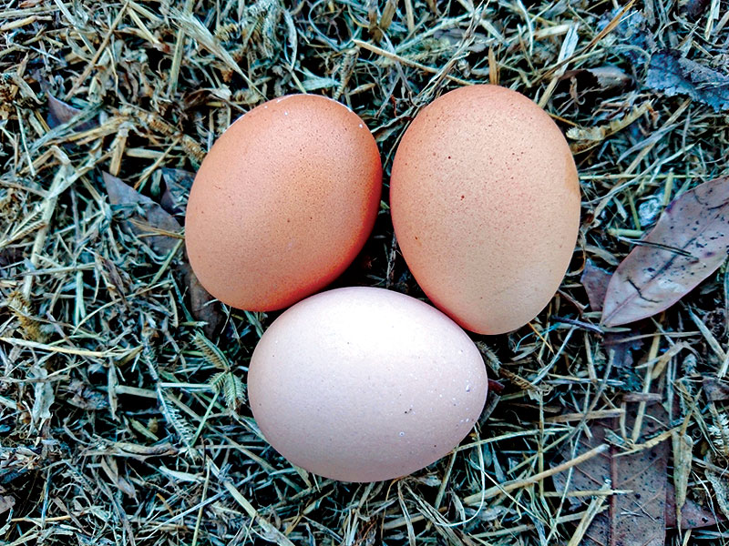 fresh-backyard-chicken-eggs