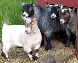 four goats standing in front of a barn 