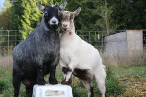 two pygmy goats standing together one white one black