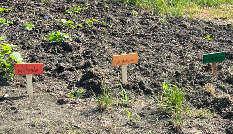 DIY garden signs project