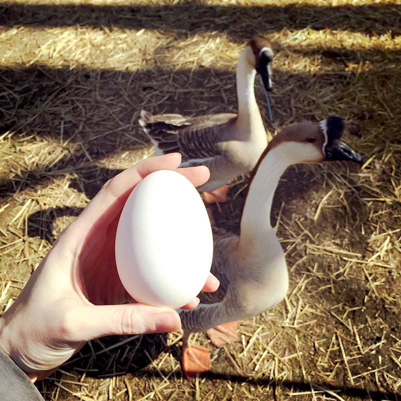 goose geese housing egg eggs