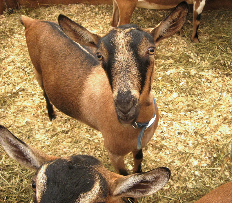 livestock alpine goats hay feeding