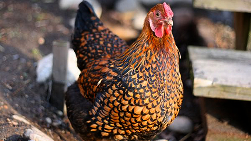 chicken breeds wyandotte hen